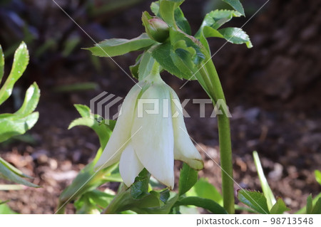 White flowers of a Christmas rose blooming in a Japanese winter garden 98713548