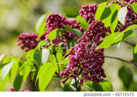 blossoming syringa in the park. spring nature background blossoming syringa in the park. spring nature background 98713573