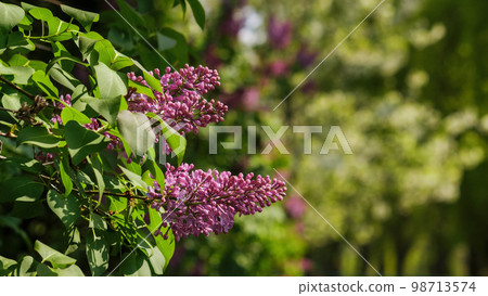blossoming syringa in the park. spring nature background blossoming syringa in the park. spring nature background 98713574