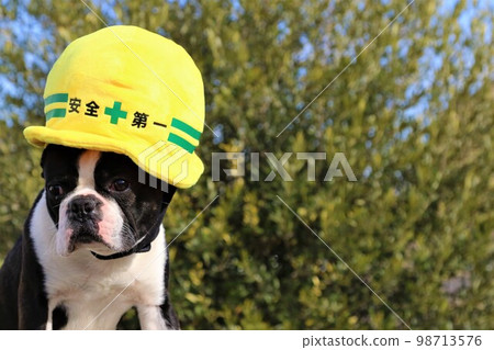 Mighty-kun, a Boston terrier, is wearing a safety-first helmet-shaped yellow hat and staring at him cutely♡ Mighty-kun, a Boston terrier, is wearing a safety-first helmet-shaped yellow hat and staring at him cutely♡ 98713576
