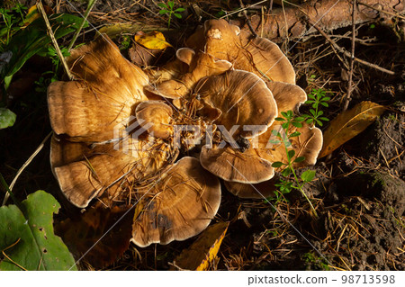 Meripilus giganteus in the forest. Meripilus giganteus, polypore fungus. Giant polypore, Meripilus giganteus, fruiting from a tree stump Meripilus giganteus in the forest. Meripilus giganteus, polypore fungus. Giant polypore, Meripilus giganteus, fruiting from a tree stump 98713598