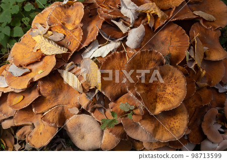 Armillaria mellea, commonly known as honey fungus, is a basidiomycete fungus in the genus Armillaria. Beautiful edible mushroom Armillaria mellea, commonly known as honey fungus, is a basidiomycete fungus in the genus Armillaria. Beautiful edible mushroom 98713599
