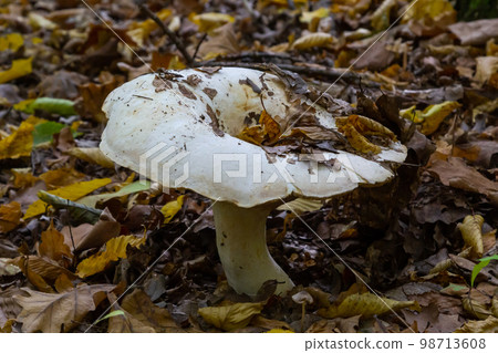 Lactifluus vellereus formerly Lactarius vellereus fungus in the forest Lactifluus vellereus formerly Lactarius vellereus fungus in the forest 98713608