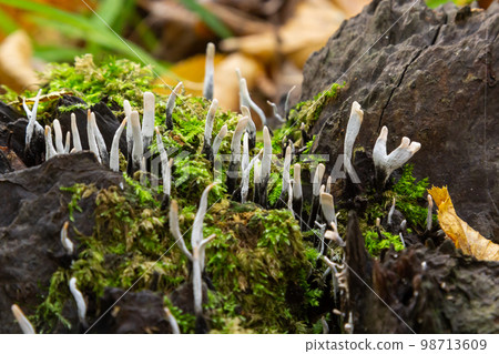 Amazing litte mushroom looks like branches with drops of dew - Xylaria hypoxylon Amazing litte mushroom looks like branches with drops of dew - Xylaria hypoxylon 98713609