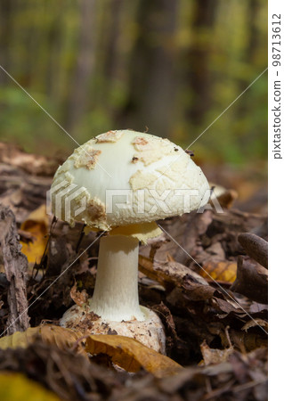 A closeup of Amanita citrina, false death cap or citron amanita 98713612