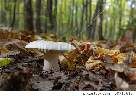 Edible mushroom Clitocybe nebularis in the beech forest. Known as Lepista nebularis, clouded agaric or cloud funnel. Wild mushrooms in the leaves. Autumn time in the forest Edible mushroom Clitocybe nebularis in the beech forest. Known as Lepista nebularis, clouded agaric or cloud funnel. Wild mushrooms in the leaves. Autumn time in the forest 98713613