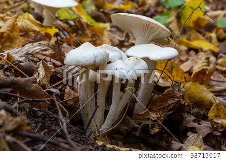 Ivory Woodwax Fungi - Hygrophorus eburneus, growing in Beech leaf litter Ivory Woodwax Fungi - Hygrophorus eburneus, growing in Beech leaf litter 98713617