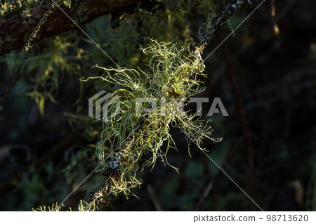 Usnea barbata ,old man's beard, or beard lichen growing naturally on turkey oak tree in Florida, natural antiobiotic. 98713620
