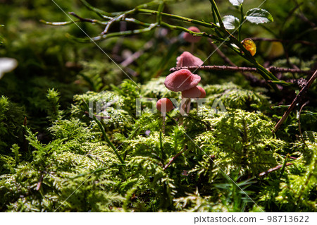 Inedible mushroom Mycena rosella in the spruce forest. Known as pink bonnet. Wild mushrooms growing in the moss Inedible mushroom Mycena rosella in the spruce forest. Known as pink bonnet. Wild mushrooms growing in the moss 98713622