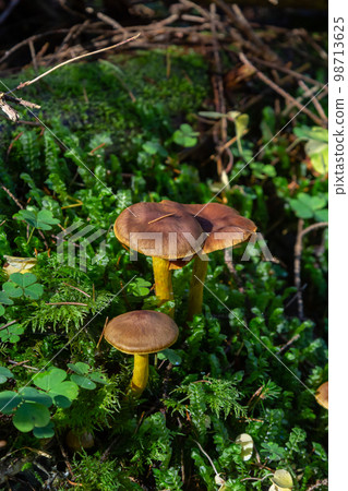 Gymnopus hariolorum mushrooms on the old stump 98713625