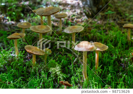 Gymnopus hariolorum mushrooms on the old stump Gymnopus hariolorum mushrooms on the old stump 98713626