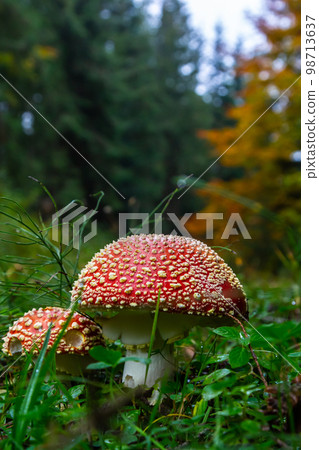 Red Wild Amanita Muscaria Mushroom. A red Amanita Muscaria mushroom growing in the wild 98713637