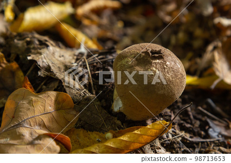 Puffball mushrooms on a stump - Lycoperdon umbrinum in a moss Puffball mushrooms on a stump - Lycoperdon umbrinum in a moss 98713653