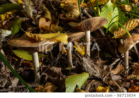 Gymnopus hariolorum mushrooms on the old stump 98713654
