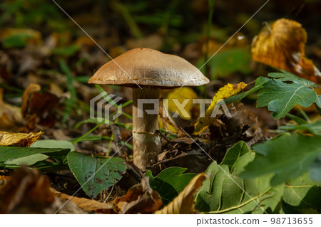 Gymnopus hariolorum mushrooms on the old stump 98713655