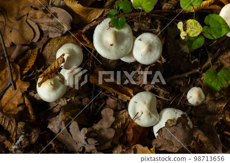 Ivory Woodwax Fungi - Hygrophorus eburneus Growing in Beech leaf litter 98713656
