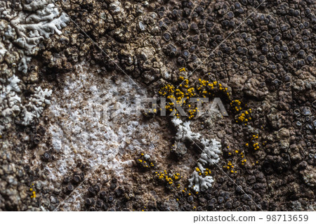 A stone background with textured surface and Lichen Moss. Pattern mineral with rough structure and lichen. mountain backdrop. Natural stone surface A stone background with textured surface and Lichen Moss. Pattern mineral with rough structure and lichen. mountain backdrop. Natural stone surface 98713659