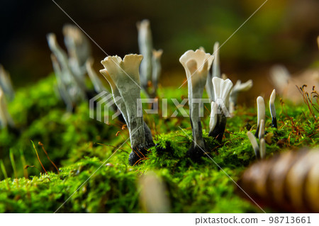 Xylaria hypoxylon is a species of fungus in the genus Xylaria. Xylaria hypoxylon, known as the candlestick fungus, the candlesnuff fungus, carbon antlers or the stag's horn fungus Xylaria hypoxylon is a species of fungus in the genus Xylaria. Xylaria hypoxylon, known as the candlestick fungus, the candlesnuff fungus, carbon antlers or the stag's horn fungus 98713661