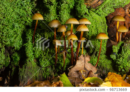 Clustered Bonnet Mycena inclinata growing on a mossy stump 98713669