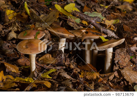Poison Pie Mushroom Hebeloma crustuliniforme growing through the autumnal leaves 98713670