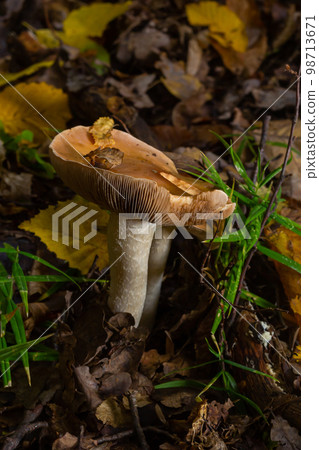 Poison Pie Mushroom Hebeloma crustuliniforme growing through the autumnal leaves 98713671