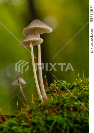 White mushrooms in the forest, Mycena piringa mushrooms White mushrooms in the forest, Mycena piringa mushrooms 98713674