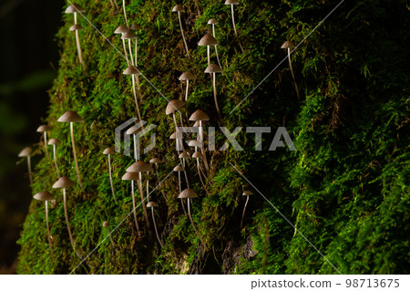 Mushroom Mycena galopus grows on green moss in the forest 98713675