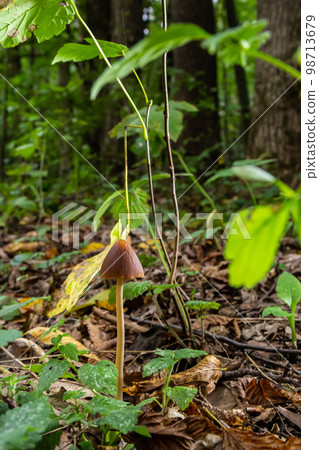 A vertical closeup of a small brown mushroom Conocybe siliginea 98713679