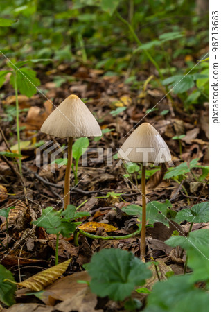 A Macro image close up of a conecap mushroom or latin name Genus Conocybe surrounded by grass 98713683