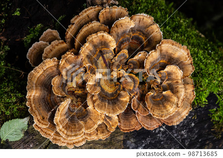 Anise mazegill, a brown rot fungus, Gloeophyllum odoratum Anise mazegill, a brown rot fungus, Gloeophyllum odoratum 98713685