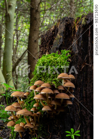 Mushrooms group Kuehneromyces mutabilis on a tree stump 98713690