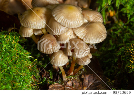 Amicable family of mushrooms with thin legs Clustered bonnet on a green background Mushroom-Mycena inclinata Amicable family of mushrooms with thin legs Clustered bonnet on a green background Mushroom-Mycena inclinata 98713699