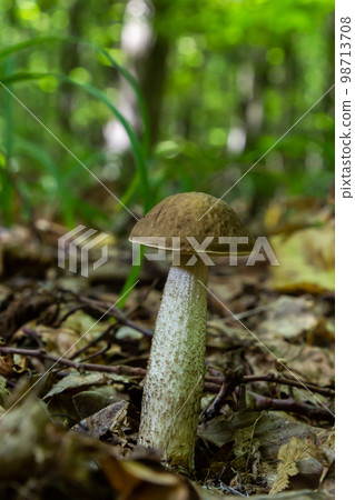 Leccinellum pseudoscabrum mushrooms in the summer. Mushrooms growing in the forest Leccinellum pseudoscabrum mushrooms in the summer. Mushrooms growing in the forest 98713708