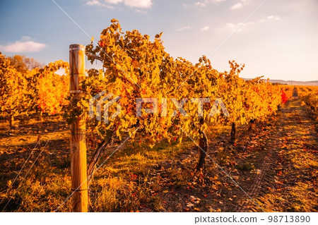 Bright autumn red orange yellow grapevine leaves at vineyard in warm sunset sunlight. Beautiful clusters of ripening grapes. Winemaking and organic fruit gardening. Close up. Selective focus. 98713890