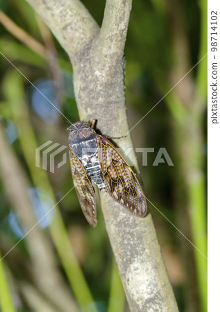 Brown cicada Brown cicada 98714102
