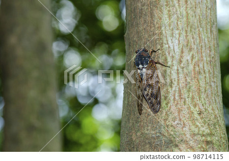 Brown cicada 98714115
