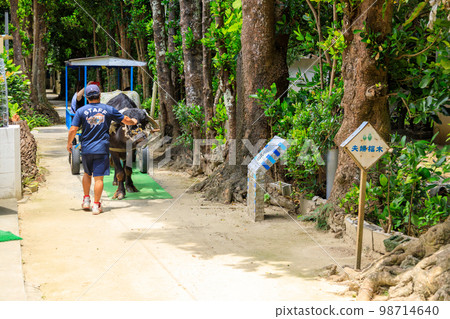 Okinawa_Fukugi trees and stray cats in Bise village Okinawa_Fukugi trees and stray cats in Bise village 98714640
