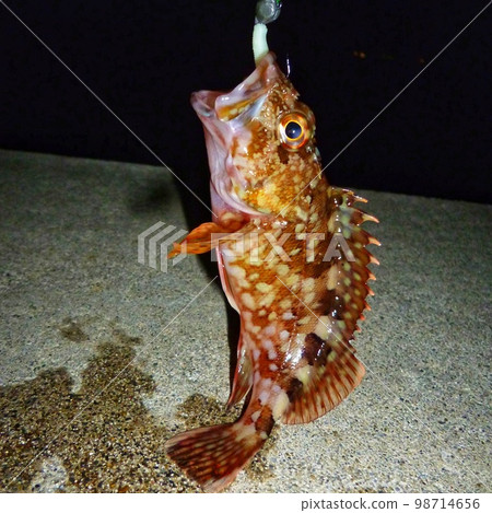 Rockfish Sea Saltwater Sanriku Pacific Ocean Fishing Fishing Rockfish Sea Saltwater Sanriku Pacific Ocean Fishing Fishing 98714656