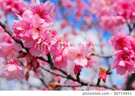 Kanhi cherry blossoms in Okinawa blooming in winter Kanhi cherry blossoms in Okinawa blooming in winter 98714941
