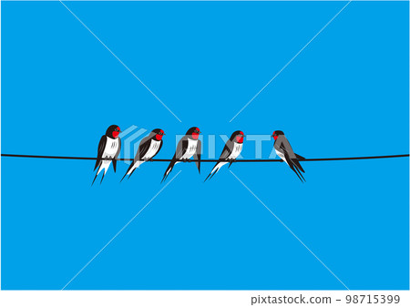 swallow 03 electric wire blue sky 98715399