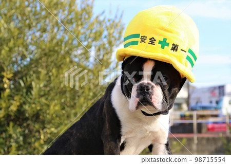 波士頓梗Mighty君戴著一頂安全至上的安全帽黃色帽子,可愛地註視著他♡ 波士頓梗Mighty君戴著一頂安全至上的安全帽黃色帽子,可愛地註視著他♡ 98715554