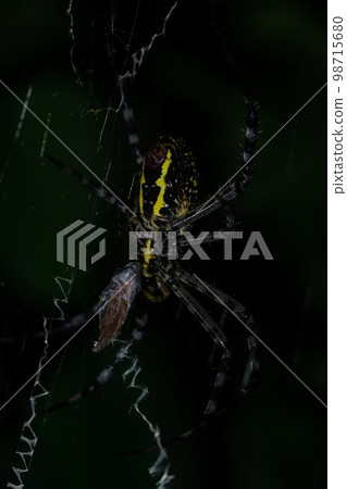 Spider in the jungles of Thailand 98715680