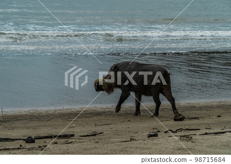 A large Bearded Pig in the Bako area A large Bearded Pig in the Bako area 98715684