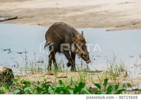 A large Bearded Pig in the Bako area 98715688
