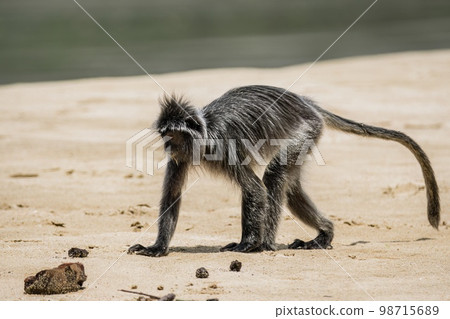 Silvered Leaf Monkey from Borneo Silvered Leaf Monkey from Borneo 98715689