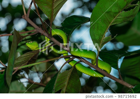 Borneo Keeled Pit Viper on a tree 98715692