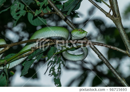 Borneo Keeled Pit Viper on a tree 98715693