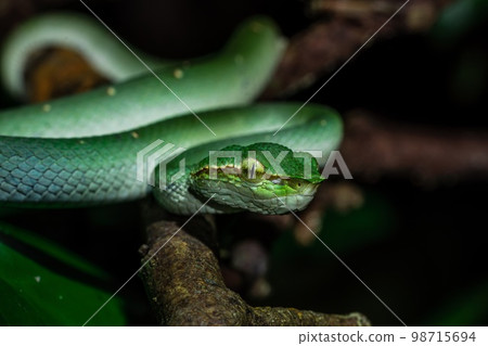 Borneo Keeled Pit Viper on a tree Borneo Keeled Pit Viper on a tree 98715694