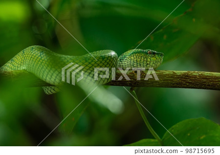 Borneo Keeled Pit Viper on a tree Borneo Keeled Pit Viper on a tree 98715695