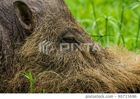 A large Bearded Pig in the Bako area 98715696